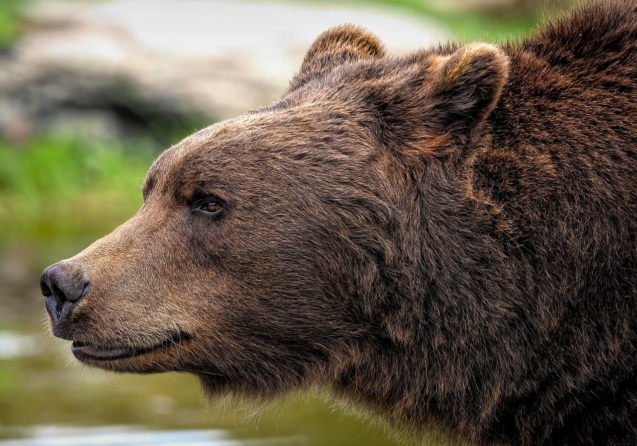 The Best Wildlife Viewing in Glacier National Park